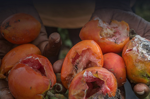 Composting tomatoes