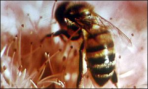 Bee