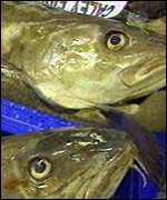 Cod in boxes