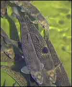 Farmed salmon BBC