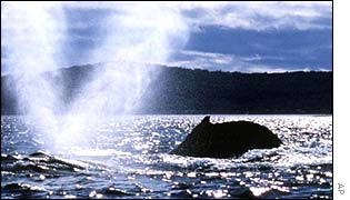 whale