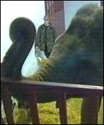 Valli the elephant.