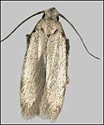 Moth, BBC