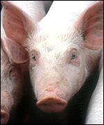 pigs