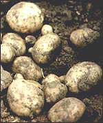 Potatoes