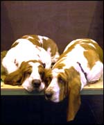 Dogs