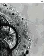 An embryo