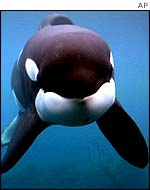 Keiko the orca