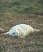 Greay seal pup A Hall