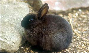 A rabbit