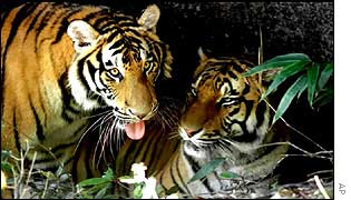 Tigers AP