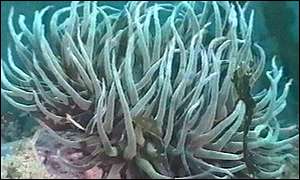 Marine plant