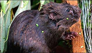 Water Vole