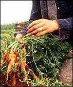 Organic carrots