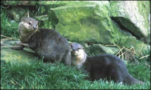 Otters