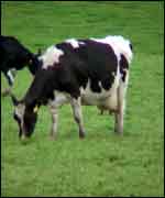 Cow in New Zealand