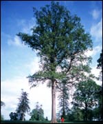 Oak tree