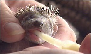 Hedgehog