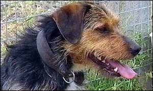 Terrier Jake