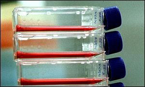 cell cultures
