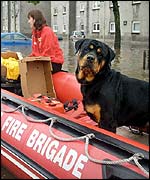 Dog in rescue boat