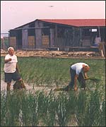 The Ebro Delta