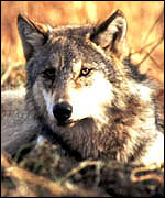 A wolf