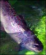 Salmon