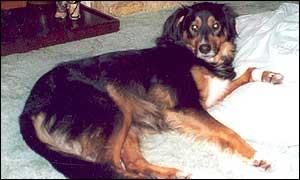 Henri the dog