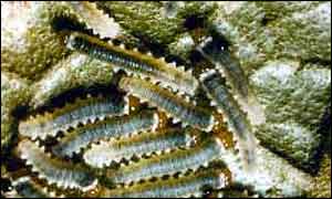 Caterpillar