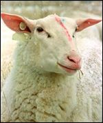 ewe