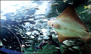 Aquarium
