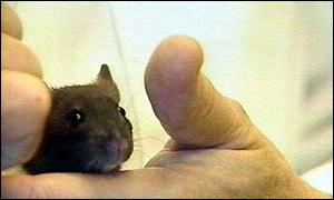 Mouse