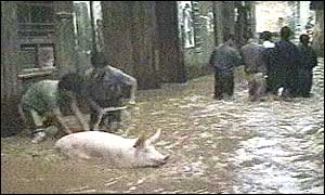 Pig being evacuated