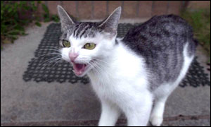 Boo Boo the cat