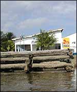 Palm logs