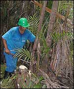 Palms
