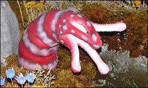 Public Anemone