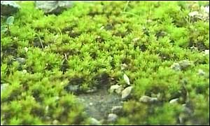  Atrichum tenellum