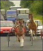 Durham trotting