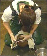 Seal hospital