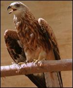 The Red Kite 