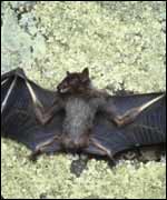 Bat