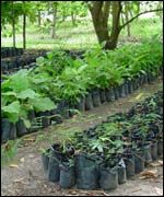 Amazon plants