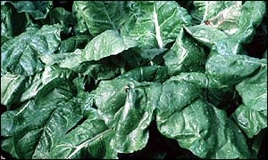 Spinach