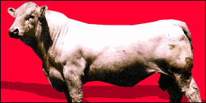 Bull graphic