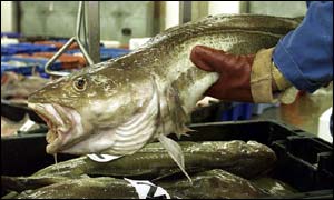 Cod