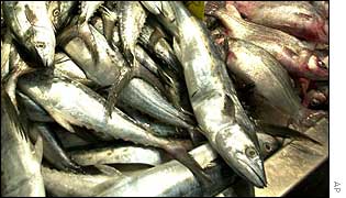 Tuna fish
