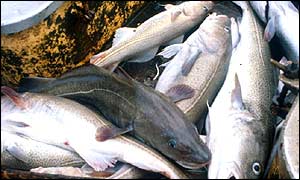 Cod
