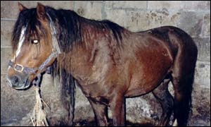 Horse